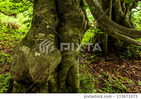 Beech's old tree 133671073