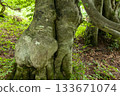 Beech's old tree 133671074