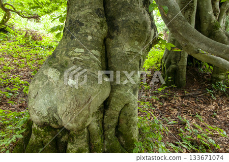 Beech's old tree Beech's old tree 133671074