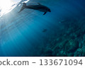 Wild bottlenose dolphins swimming underwater 133671094
