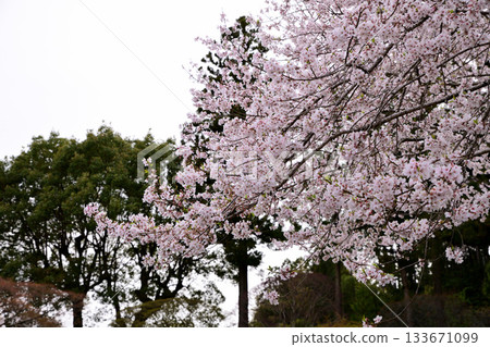 Cherry blossoms in full bloom at Koma Shrine grounds, Hidaka City, Saitama Prefecture 133671099