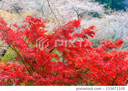 小原四季櫻村的秋葉與櫻花 133671108