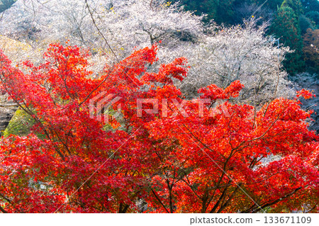 小原四季櫻村的秋葉與櫻花 133671109