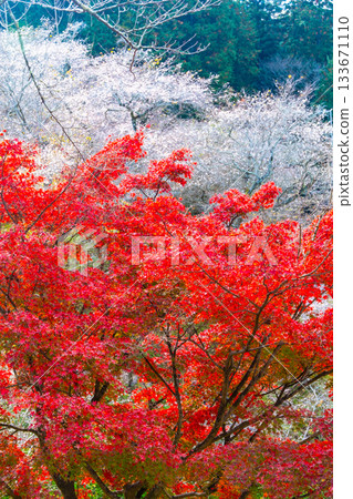 Autumn leaves and cherry blossoms at Obara Shikizakura Village Autumn leaves and cherry blossoms at Obara Shikizakura Village 133671110
