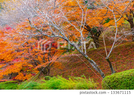 Autumn leaves at Obara Shikizakura Village Autumn leaves at Obara Shikizakura Village 133671115