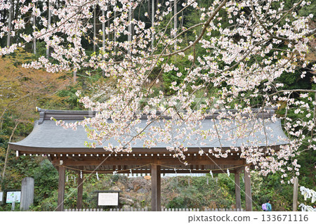 Cherry blossoms in full bloom at Koma Shrine grounds, Hidaka City, Saitama Prefecture 133671116