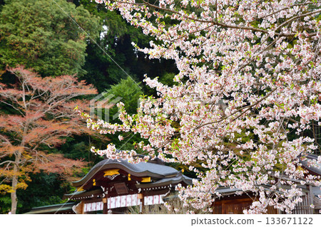 Cherry blossoms in full bloom at Koma Shrine grounds, Hidaka City, Saitama Prefecture Cherry blossoms in full bloom at Koma Shrine grounds, Hidaka City, Saitama Prefecture 133671122