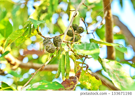 Alder fruit (autumn, November) 133671198