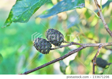 Alder fruit (autumn, November) 133671206