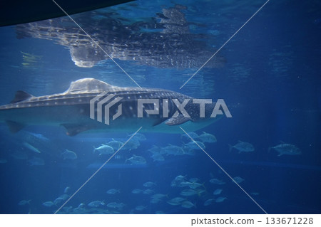 Osaka Kaiyukan Aquarium Whale shark Osaka Kaiyukan Aquarium Whale shark 133671228