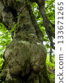Nude Tree 133671265