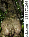 Nude Tree 133671266