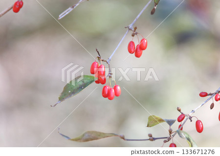 風中搖曳的紅色山茱萸漿果 133671276