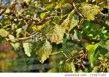 Alder leaves (autumn, November) Alder leaves (autumn, November) 133671285