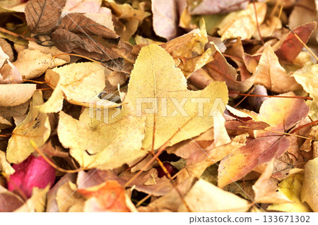 冬天的圖像（落葉） 133671302