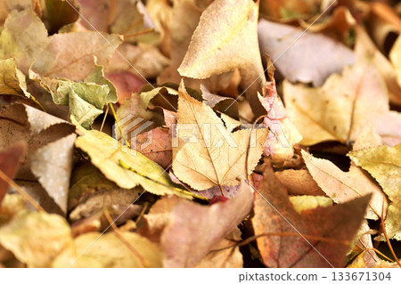 冬天的圖像（落葉） 133671304