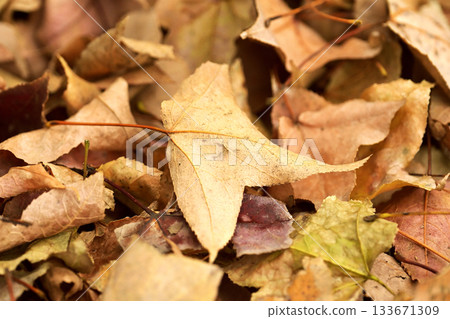 Winter image (fallen leaves) Winter image (fallen leaves) 133671309