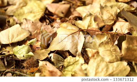 Winter image (fallen leaves) 133671312