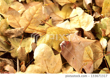 Winter image (fallen leaves) 133671317