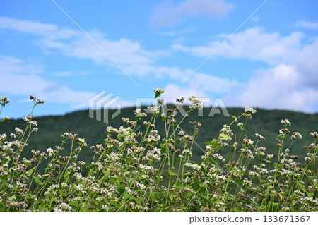 猿樂高原上的蕎麥田（福島縣下鄉町） 133671367