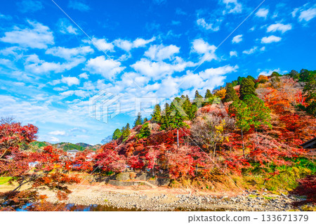 Autumn leaves of Konami River Autumn leaves of Konami River 133671379