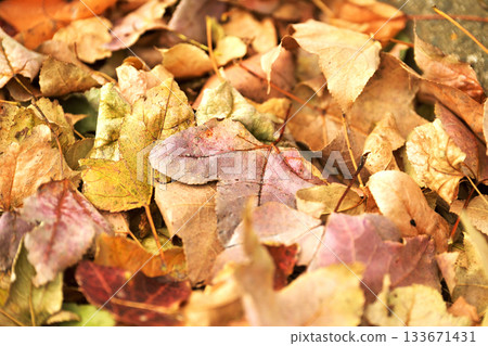 Winter image (fallen leaves) 133671431