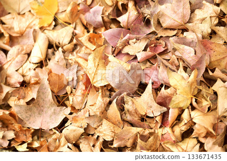 Winter image (fallen leaves) 133671435