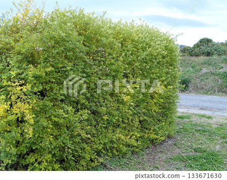 The bush clover leaves are turning yellow late 133671630