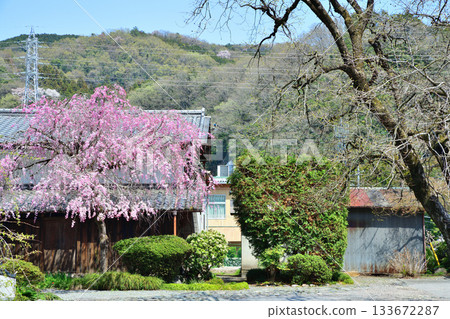 垂枝櫻花,淨蓮寺,東秩父村 垂枝櫻花,淨蓮寺,東秩父村 133672287