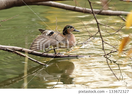 Living creatures, wild birds, Tomoe ducks stretch their wings. The unusual patterns on the upper surface of their wings are beautiful. 133672327