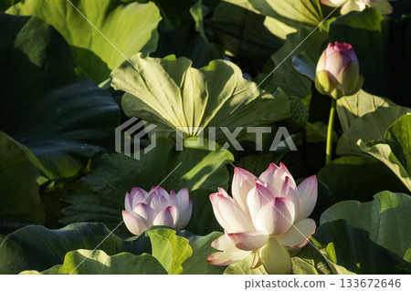 Lotus flower scenery bathed in the morning sun 133672646