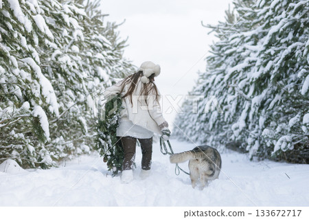 snow dog Husky in the snow on the background of the forest, snowy forest and dog. snow dog Husky in the snow on the background of the forest, snowy forest and dog. 133672717