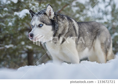 portrait of a beautiful Husky dog in the snow in winter, dog in the snow in winter. 133672721