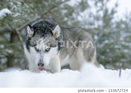 snow dog Husky in the snow on the background of the forest, snowy forest and dog. snow dog Husky in the snow on the background of the forest, snowy forest and dog. 133672724