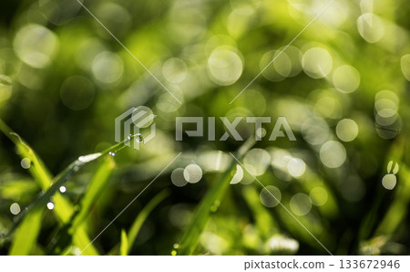 夏日清晨草地上的露珠 - 2 133672946