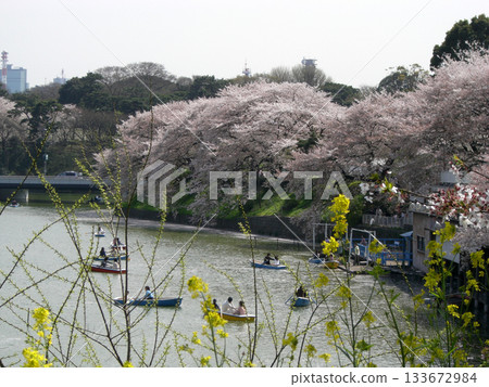 Cherry blossoms in full bloom and a boat floating on the water 133672984