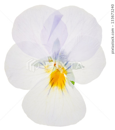 壓制的白色和淺紫色三色堇（白色背景） 133673240