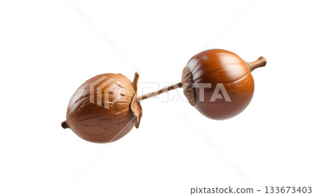 An acorn on a transparent background, highlighting the essence of late autumn outdoors An acorn on a transparent background, highlighting the essence of late autumn outdoors 133673403