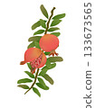 Pomegranate One Point 1 133673565