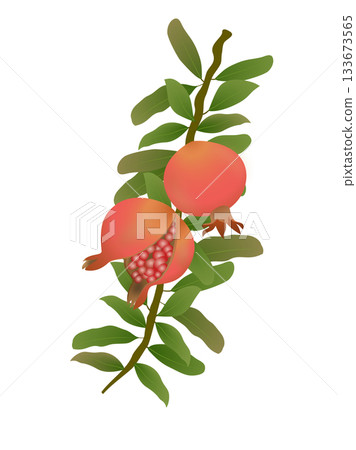 Pomegranate One Point 1 Pomegranate One Point 1 133673565
