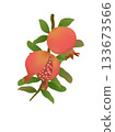 Pomegranate One Point 2 133673566