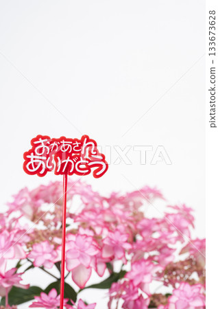 Thank you mom Pink hydrangea 133673628