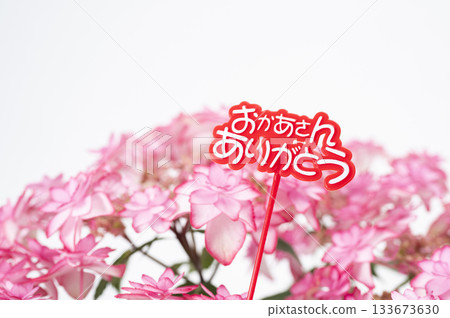 謝謝媽媽,粉紅繡球花 謝謝媽媽,粉紅繡球花 133673630