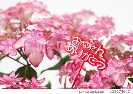 Thank you mom Pink hydrangea Thank you mom Pink hydrangea 133673637