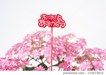 Thank you mom Pink hydrangea 133673652