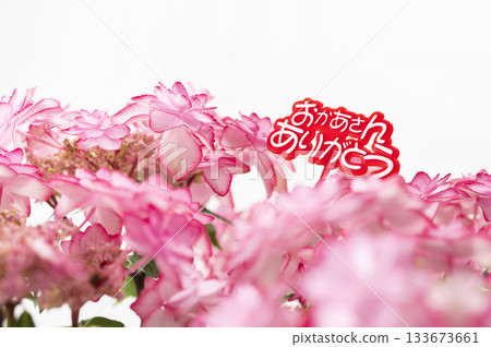 Thank you mom Pink hydrangea Thank you mom Pink hydrangea 133673661