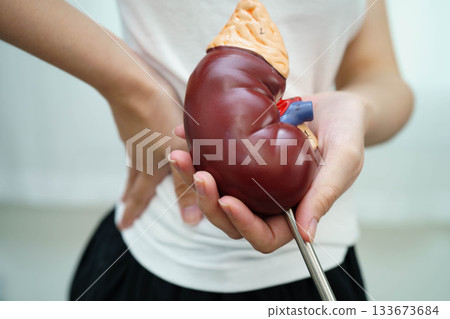 Chronic kidney disease, Asian woman with model for treatment urinary system, urology, Estimated glomerular filtration rate eGFR. 133673684