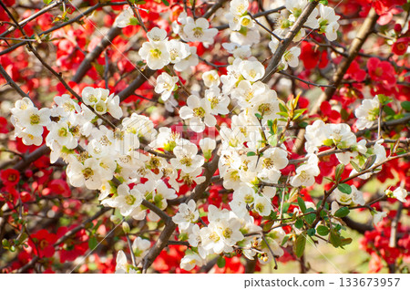 紅白相間的日本木瓜花 133673957