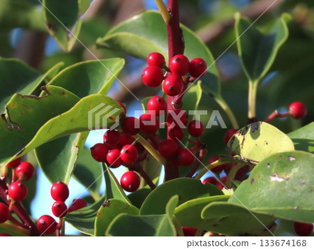 年糕的紅色果子 133674168