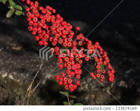 Red fruit of Pirakanususu Red fruit of Pirakanususu 133674169